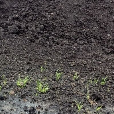 раститетельный