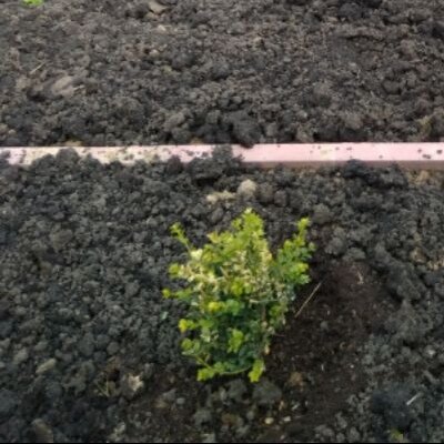 торфяной грунт